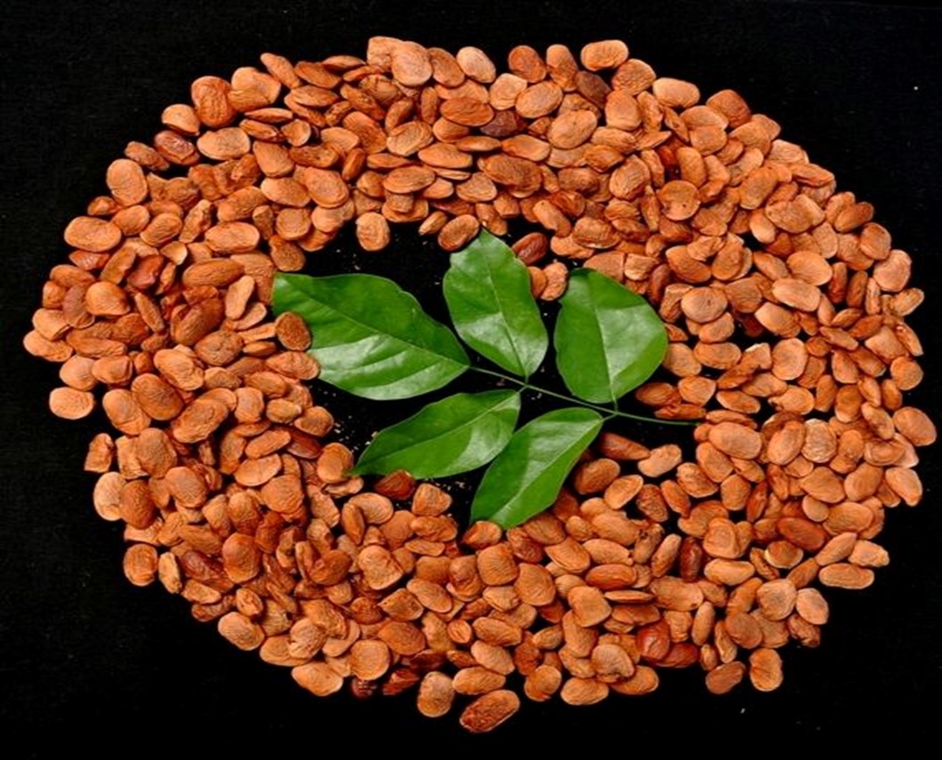 An Overview: Pongamol Extract in the Cosmetic Industry